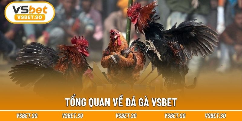 Tổng quan về đá gà Vsbet